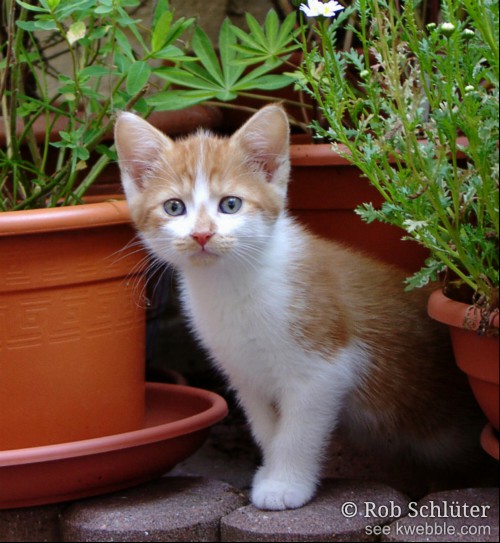 Schattige jonge kat kijkt je aan tussen bloempotten en planten in een tuin.