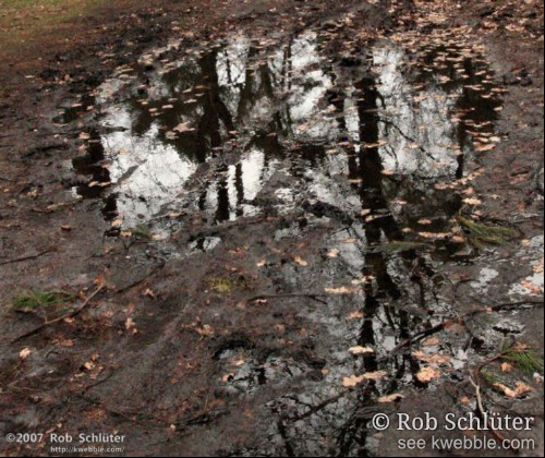 Modderpad met een plas water waarin silhouetten van kale bomen spiegelen.