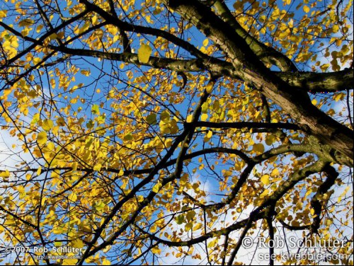 Door takken en geelgekleurde bladeren is een blauwe lucht met witte wolken zichtbaar.
