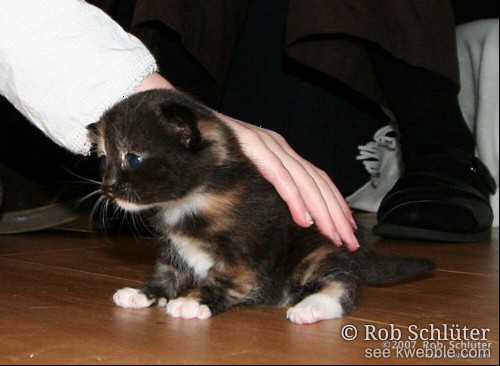 Een donker kitten staat wankel op een houten vloer en wordt gestreeld door een hand.