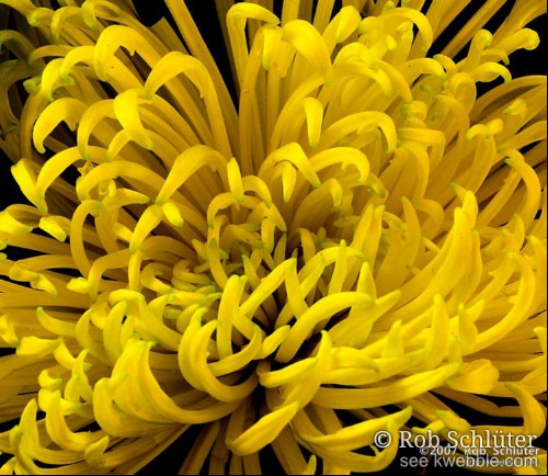 Closeup van een kluwen gele bloemblaadjes.