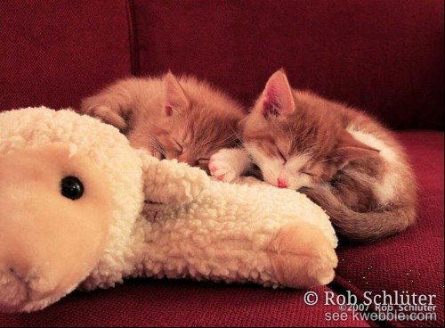 Twee kittens slapen tegen elkaar op een kussen.