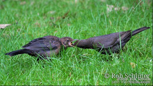 Twee merels in het gras, een jonge vogel wordt eten in de bek gepropt door een ouder.