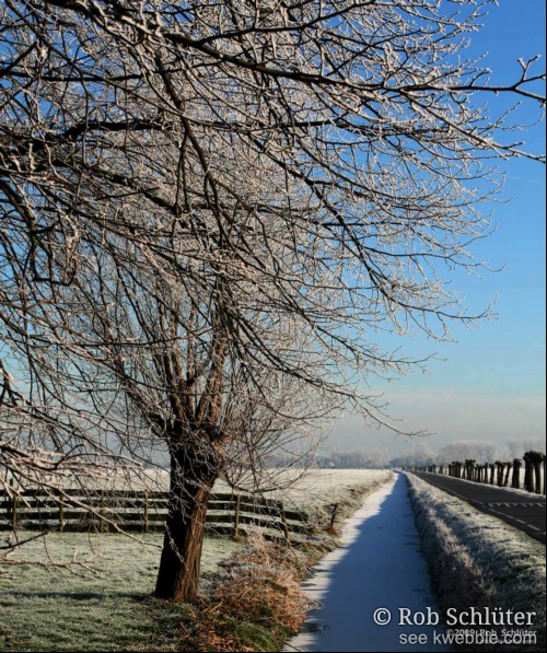 Langs een bevroren sloot staat een boom waarvan de takken met rijp bedekt zijn.