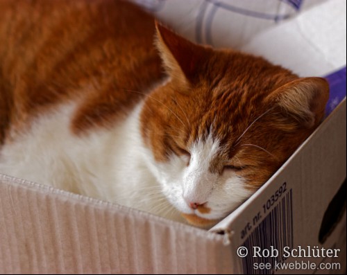 Een bruinwitte kat slaapt in een kartonnen doos met zijn kop tegen een van de kanten waarop staat 