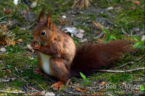 Een rode eekhoorn knabbelt op de grond voedsel uit haar voorpoten.