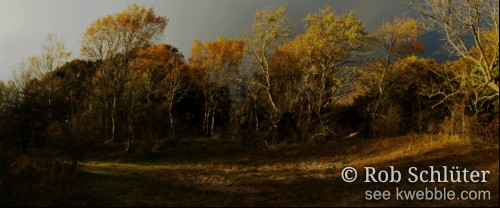 Een bosrand in herfstkleuren wordt door de zon belicht waardoor de stammen en bladeren licht afsteken tegen een achtergrond van de donkere wolken van een komende regenbui.