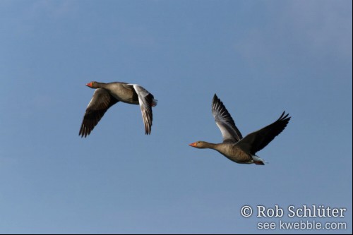 Twee ganzen in volle vlucht, haarscherp in beeld tegen een egaal blauwe lucht. De voorste van de twee heeft de vleugels naar beneden, de achterste juist omhoog.