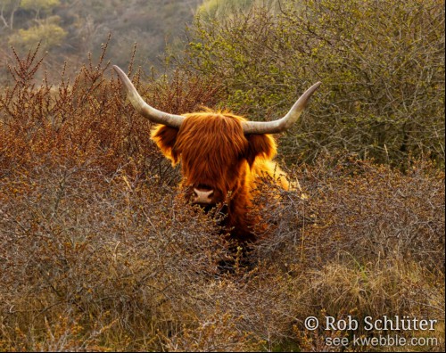 De kop van een Schotse Hooglander met vervaarlijke hoorns die je tussen de stuiken door aankijkt.
