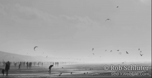 (zwartwit) Tegen de zon in kijkend zie je het strand met links het zand en rechts de licht golvende zee. Op het strand vervaagt een gestage stroom van silhouetten in de verte. Op de grens van water en zand staat iemand voorover gebukt. De lucht is druk bevolkt met vogels en vliegers van kitesurfers.