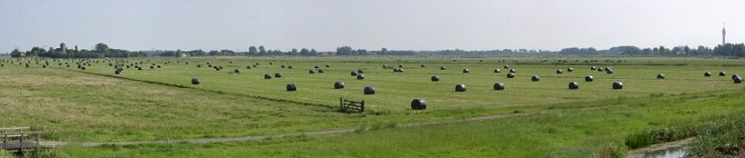 Grass land with packaged rolls of hay (panorama)