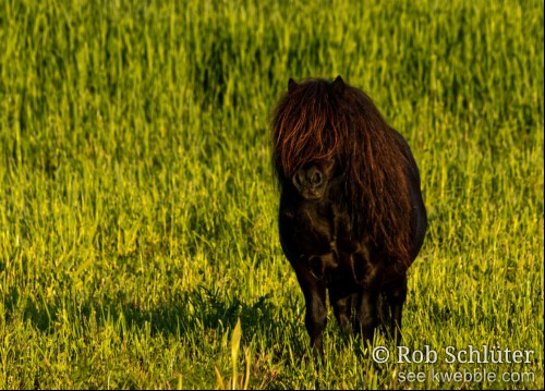 In een frisgroen gekleurd grasveld kijkt een klein, donkerbruin paard je aan tussen zijn lange manen die ook over de kop en ogen vallen.